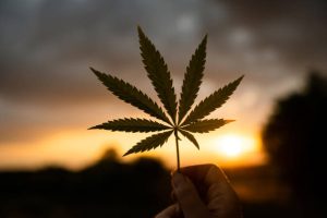 Understanding Cannabis Liquids in Switzerland Benefits Usage and Product Awareness